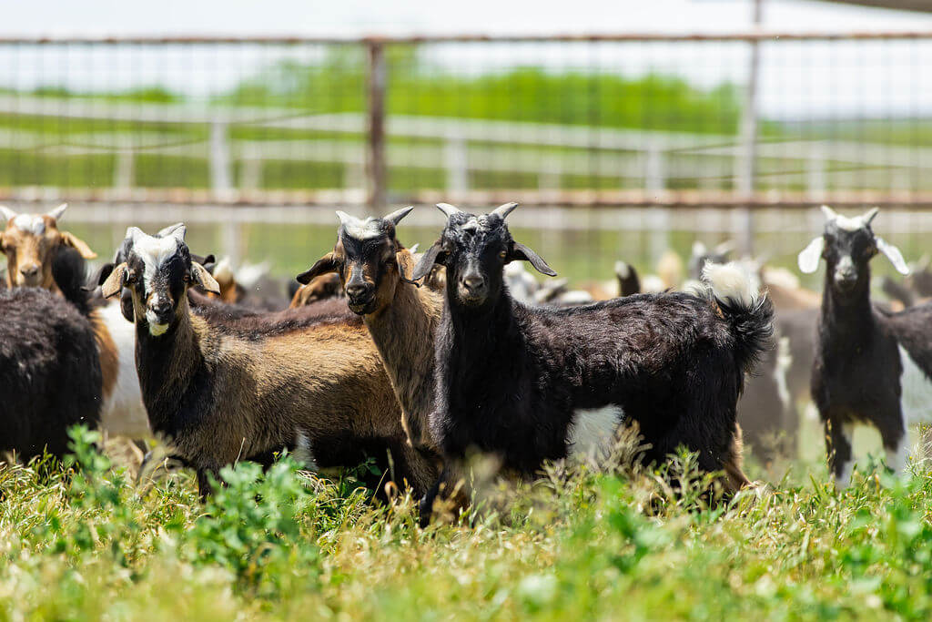 Home The Rocking Chair Ranch Hereford Cattle Texas