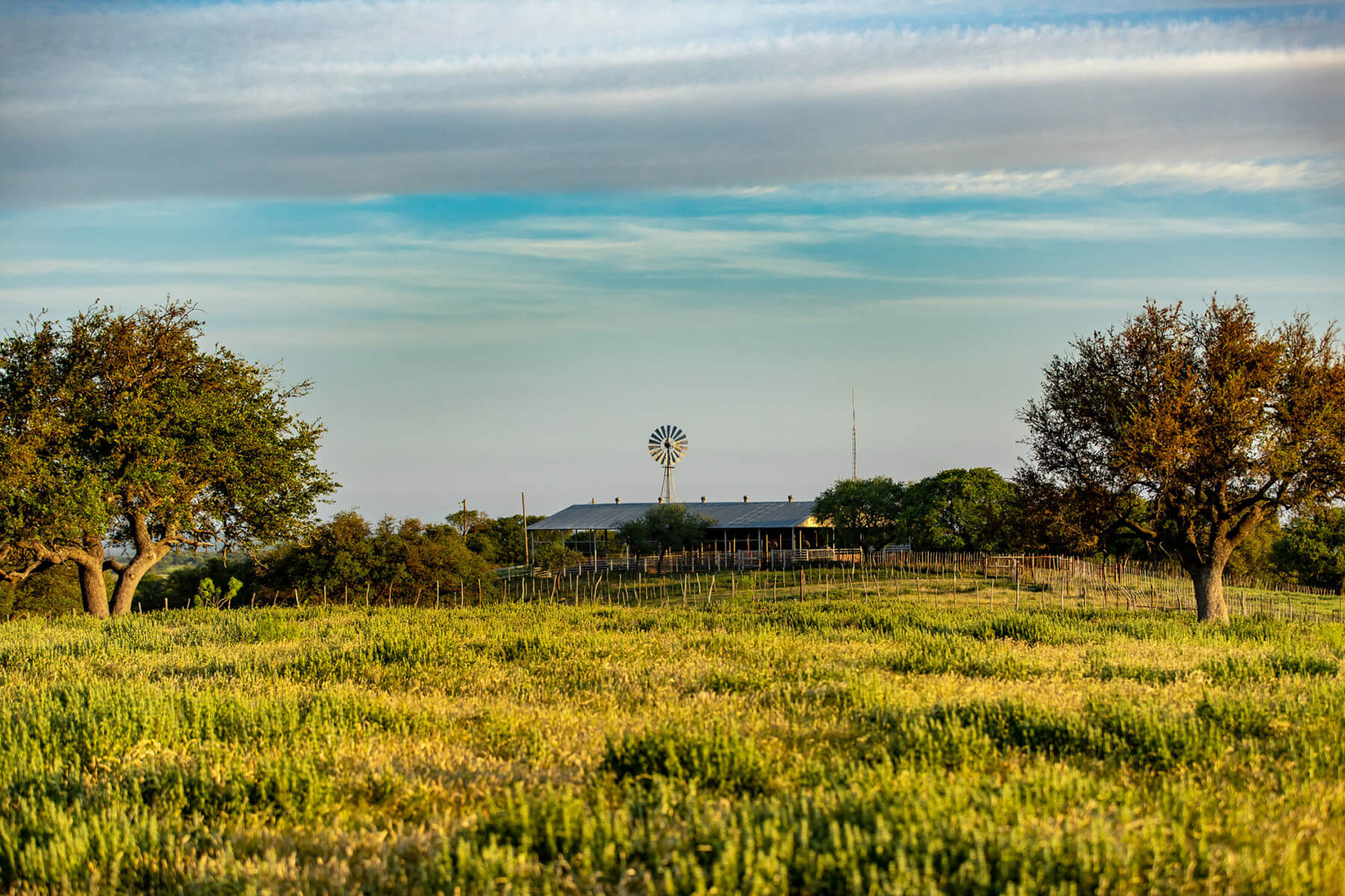 Home The Rocking Chair Ranch Hereford Cattle Texas